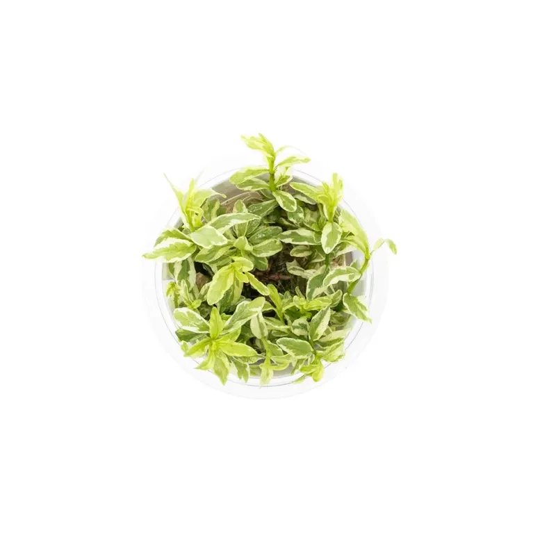 Hygrophila polysperma 'white' in vitro plante de fond avec des variagtions chez aquadesigner-shop