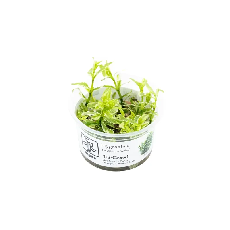 Hygrophila polysperma 'white' in vitro plante de fond avec des variagtions chez aquadesigner-shop