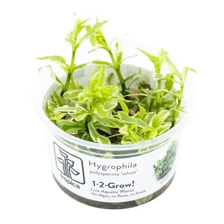 Hygrophila polysperma 'white' in vitro plante de fond avec des variagtions chez aquadesigner-shop