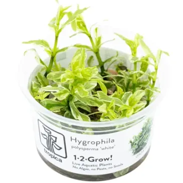 Hygrophila polysperma 'white' in vitro plante de fond avec des variagtions chez aquadesigner-shop