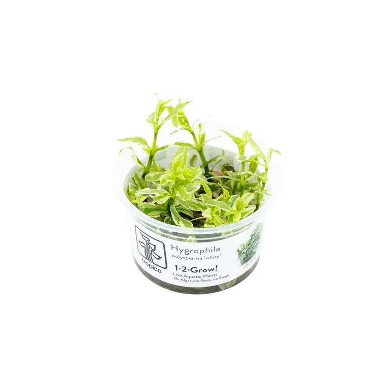 Hygrophila polysperma 'white' in vitro plante de fond avec des variagtions chez aquadesigner-shop