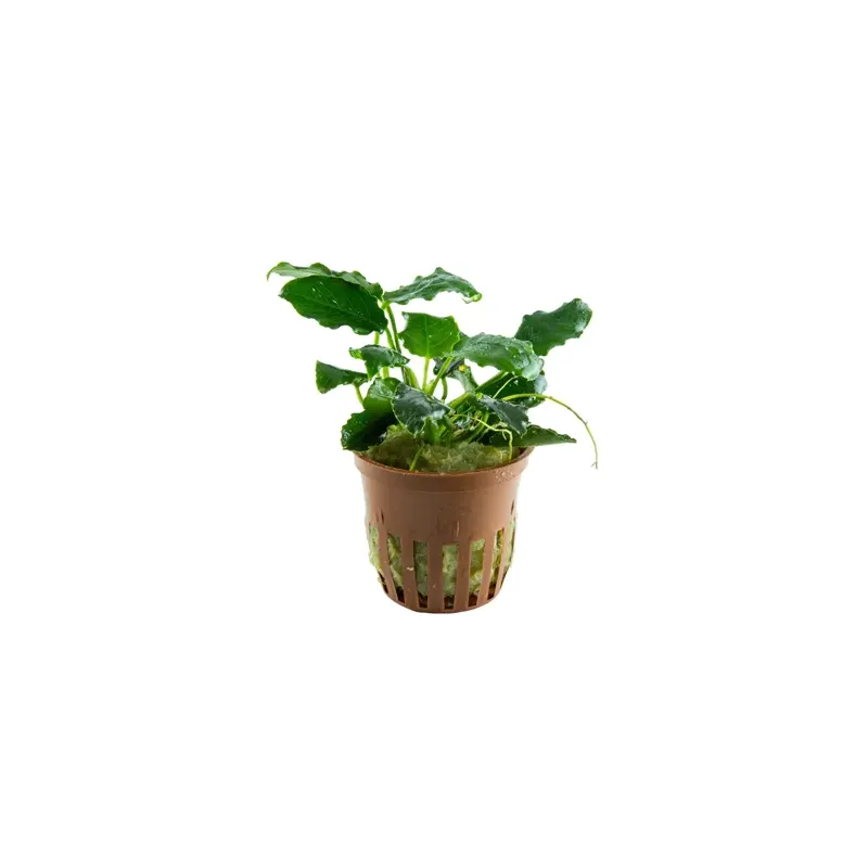 Anubias barteri var. nana ’Kirin’ disponible chez Aquadesigner-shop