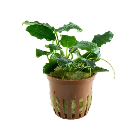 Anubias barteri var. nana ’Kirin’ disponible chez Aquadesigner-shop