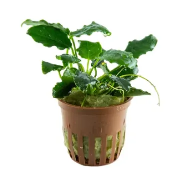 Anubias barteri var. nana ’Kirin’ disponible chez Aquadesigner-shop