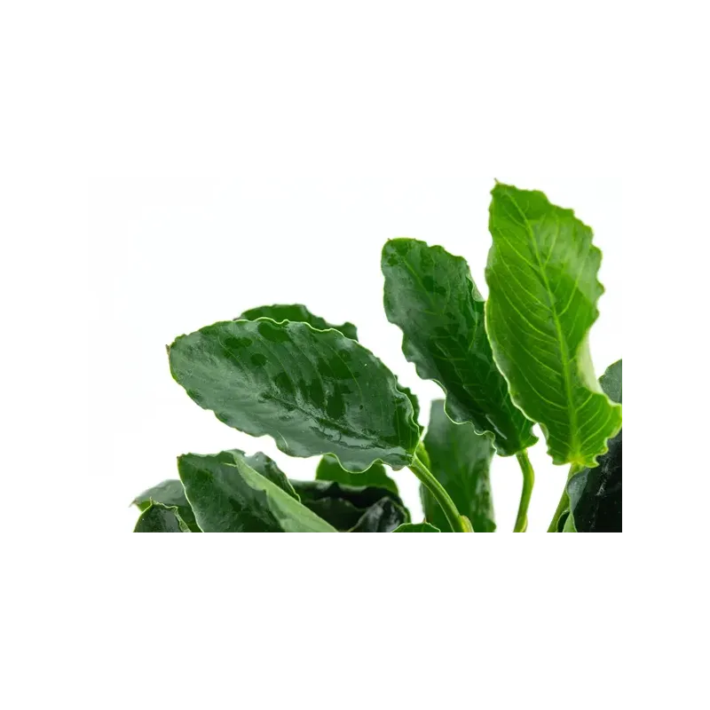 Anubias barteri var. nana ’Kirin’ disponible chez Aquadesigner-shop