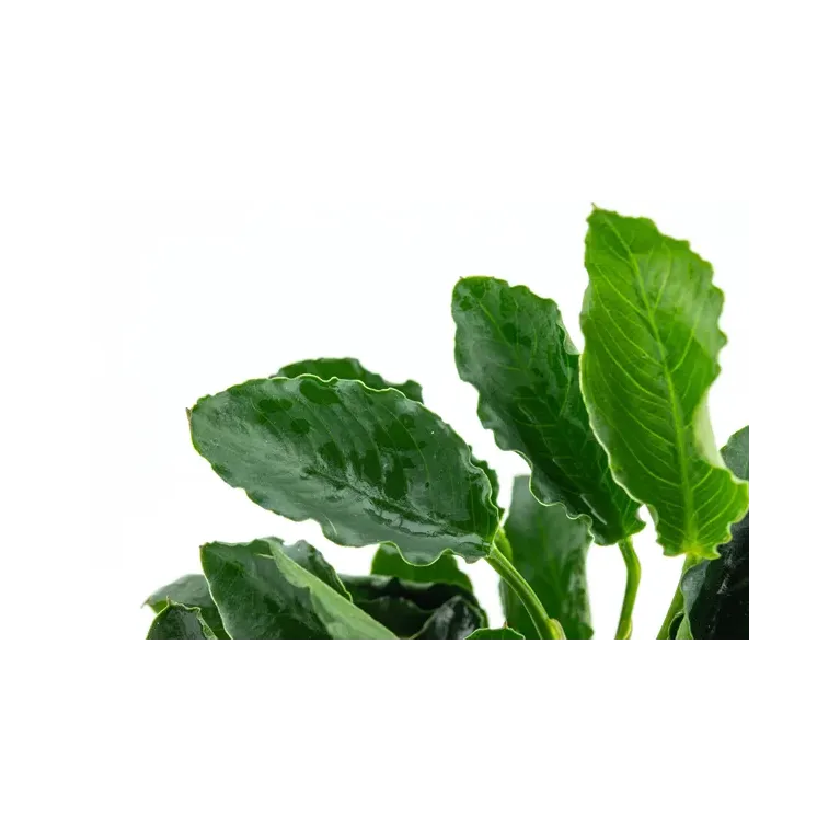 Anubias barteri var. nana ’Kirin’ disponible chez Aquadesigner-shop