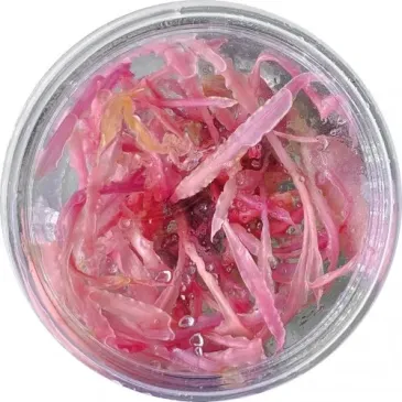 Cryptocoryne balansae ‘Pink’ in vitro plante rouge à tige chez Aquadesigner-shop
