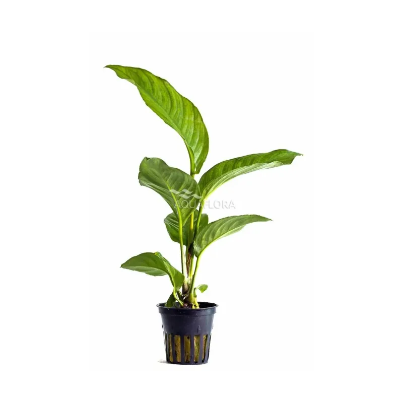 Anubias Heterophylla grande anubia robuste à fine feuille chez Aquadesigner-shop