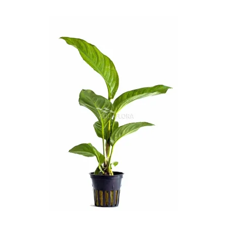 Anubias Heterophylla grande anubia robuste à fine feuille chez Aquadesigner-shop
