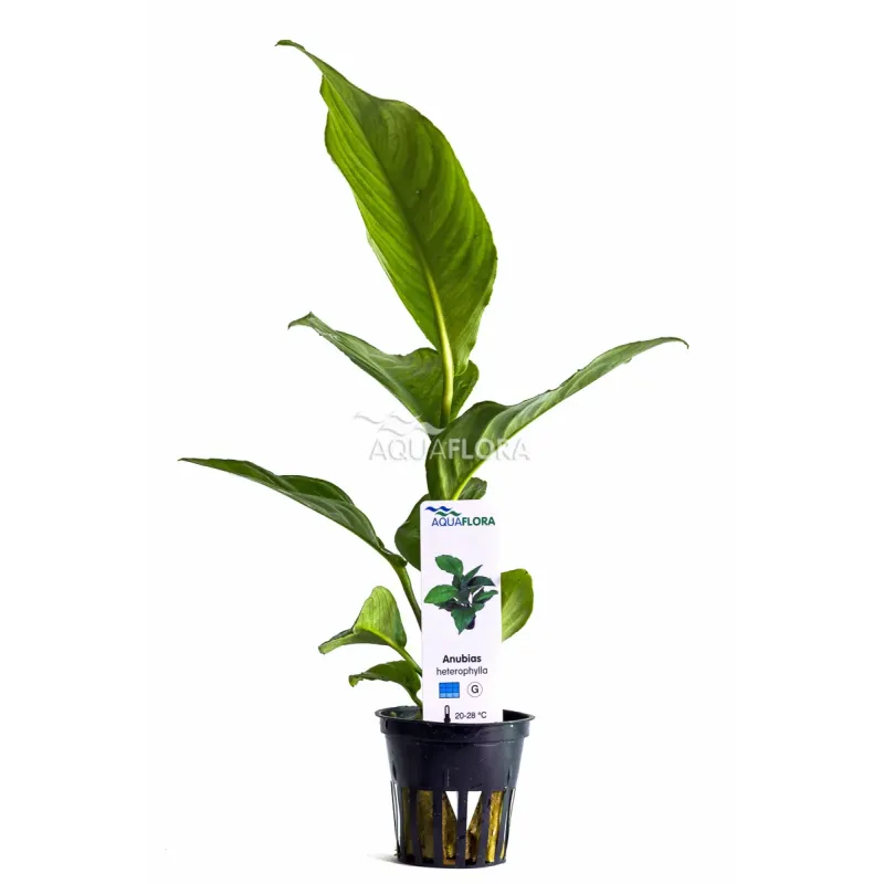 Anubias Heterophylla grande anubia robuste à fine feuille chez Aquadesigner-shop