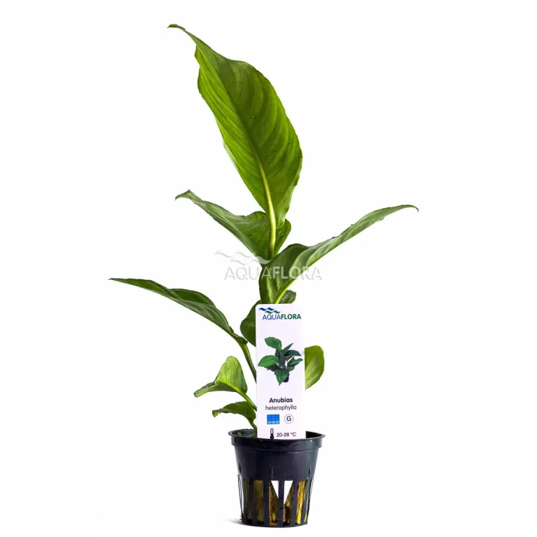 Anubias Heterophylla grande anubia robuste à fine feuille chez Aquadesigner-shop