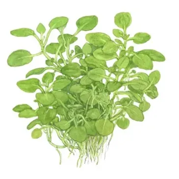 Lobelia cardinalis 'mini' plante de premier plan chez Aquadesigner