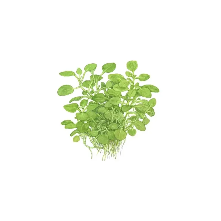 Lobelia cardinalis 'mini' plante de premier plan chez Aquadesigner