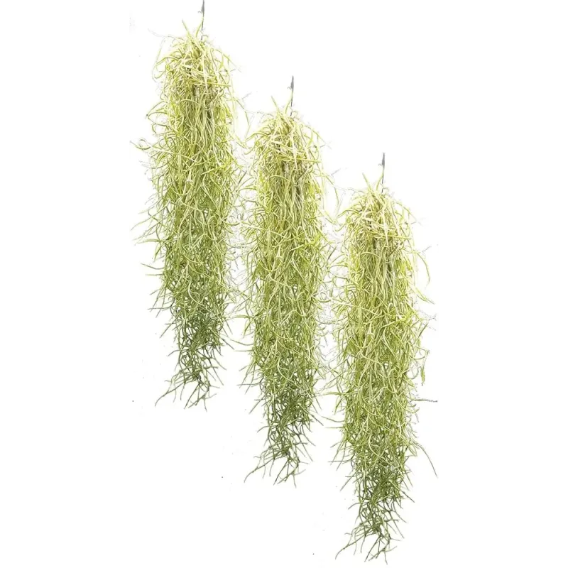 Tillandsia usneoides 30-40cm plante broméliacée mousse espagnole chez aquasdesigner-shop