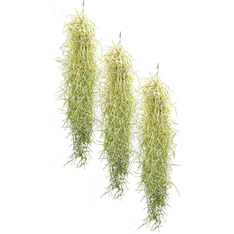 Tillandsia usneoides 30-40cm plante broméliacée mousse espagnole chez aquasdesigner-shop