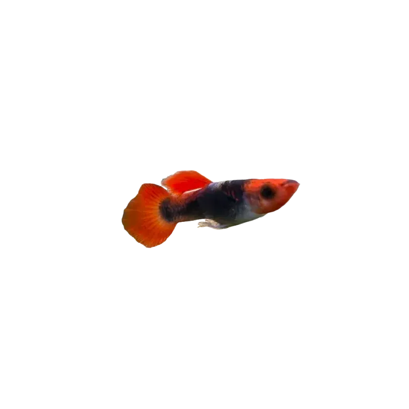 Guppy platinum koi tuxedo