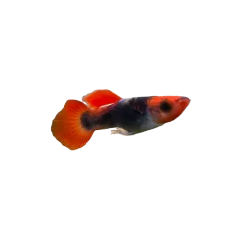 Guppy platinum koi tuxedo