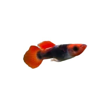 Guppy platinum koi tuxedo