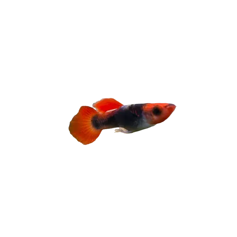 Guppy platinum koi tuxedo