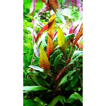 Alternanthera reineckii 'Pink'