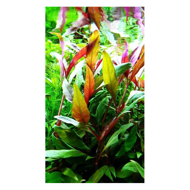 Alternanthera reineckii 'Pink'