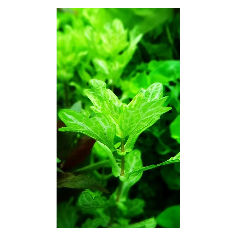 shinnersia rivularis 'weiss grün'