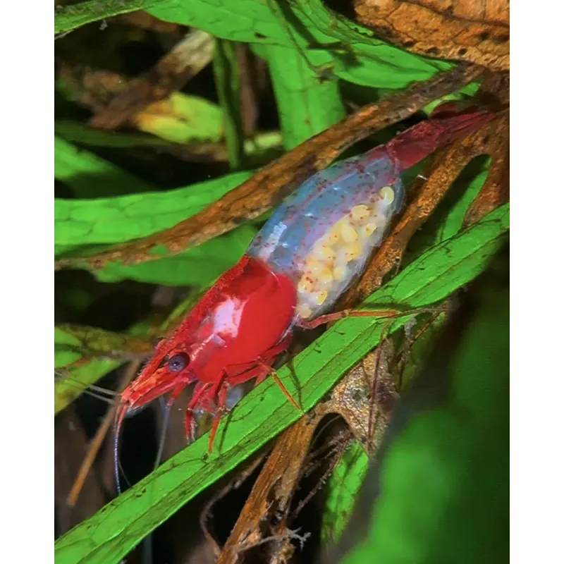 Rili red neocaridina davidii