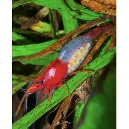Rili red neocaridina davidii
