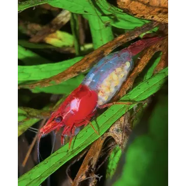 Rili red neocaridina davidii