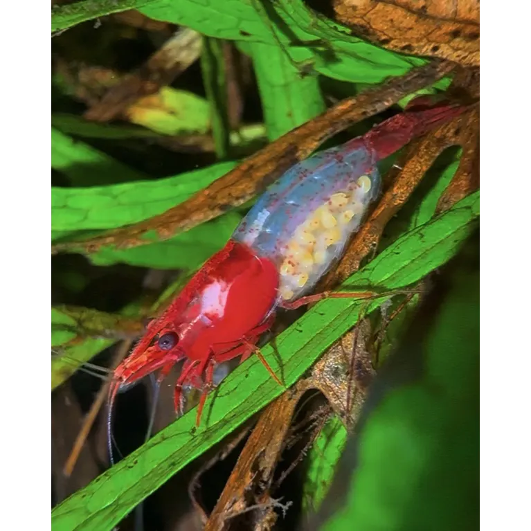 Rili red neocaridina davidii