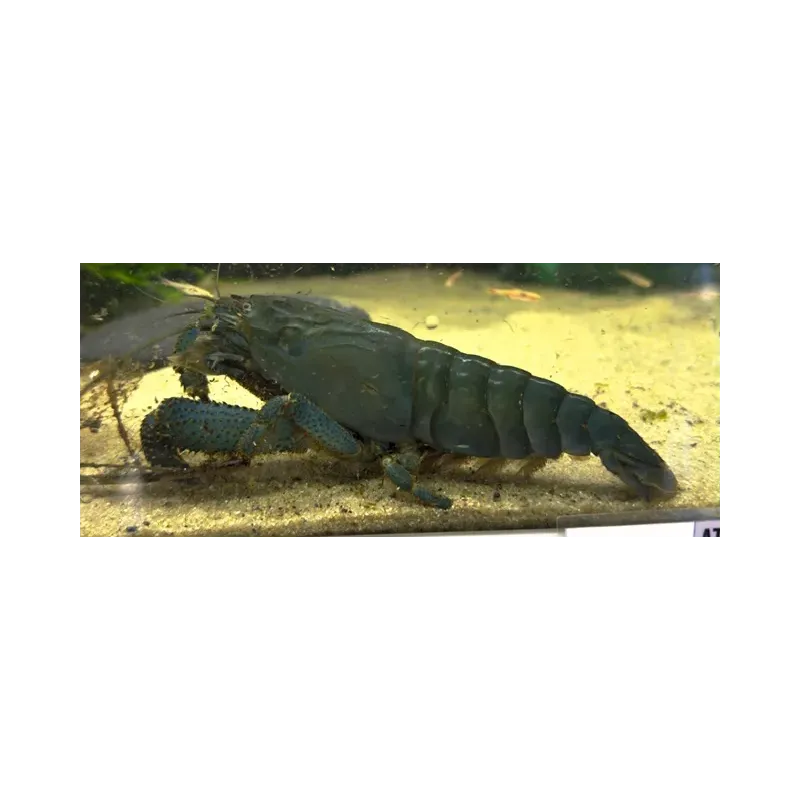 atya gabonensis SHOW