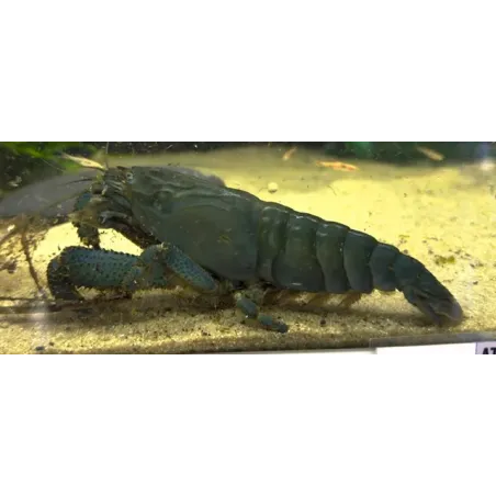 atya gabonensis SHOW