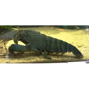 atya gabonensis SHOW