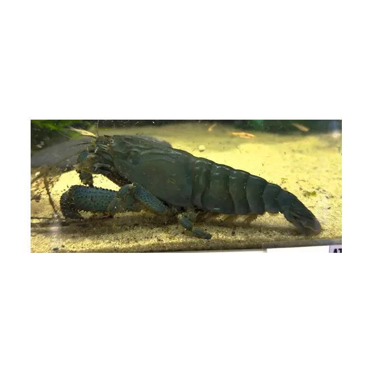 atya gabonensis SHOW