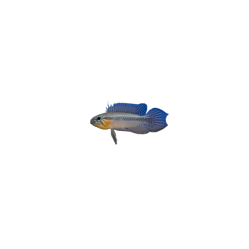Apistogramma elizabethae