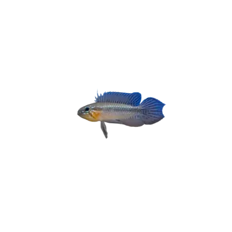 Apistogramma elizabethae