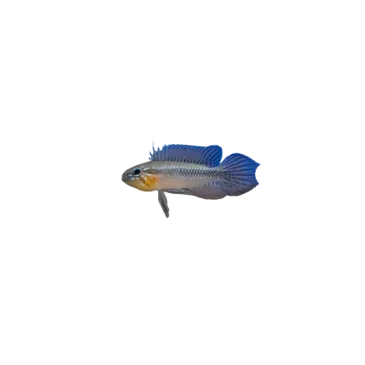 Apistogramma elizabethae