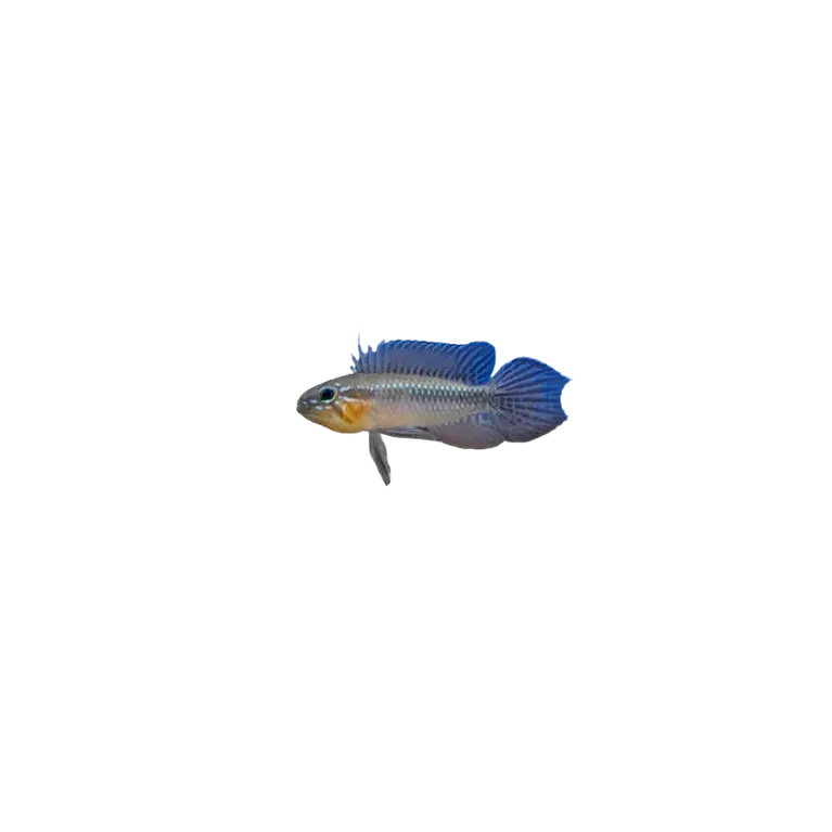Apistogramma elizabethae