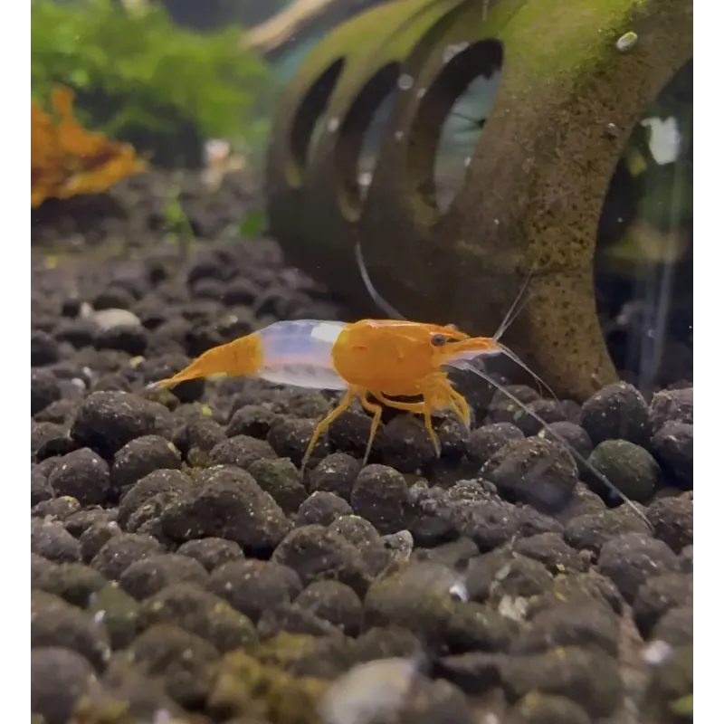 orange rili neocaridina davidii