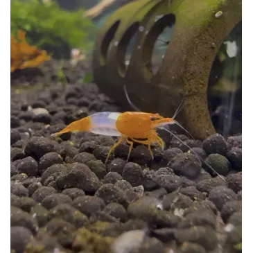 orange rili neocaridina davidii