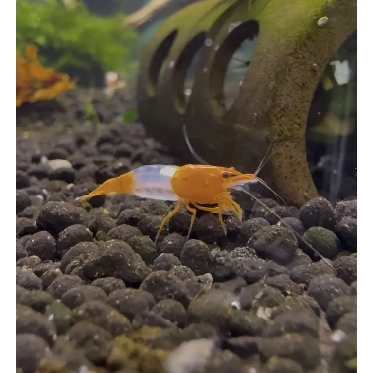 orange rili neocaridina davidii