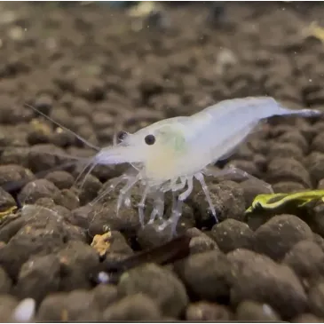 Crevette White Pearl : crevette aquarium