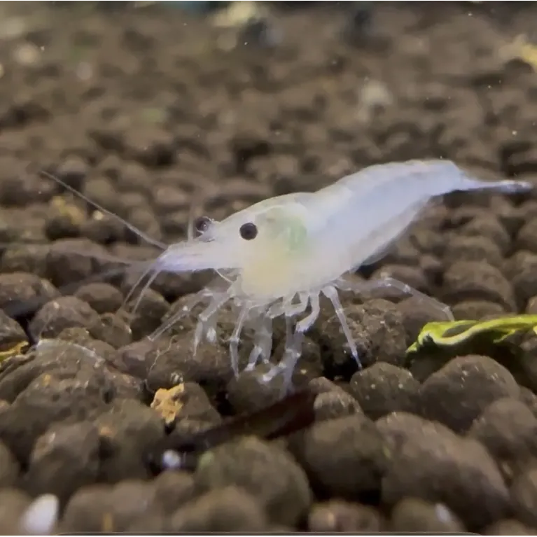 Crevette White Pearl : crevette aquarium
