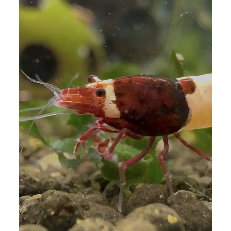 King kong Taiwan Bee caridina cantonensis logemanni shadow shrimp