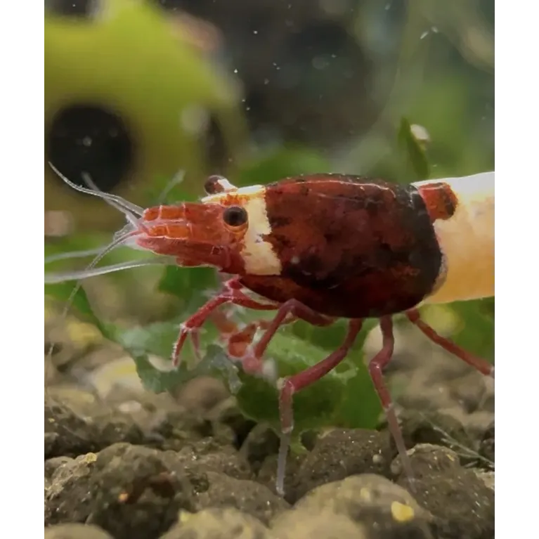 King kong Taiwan Bee caridina cantonensis logemanni shadow shrimp