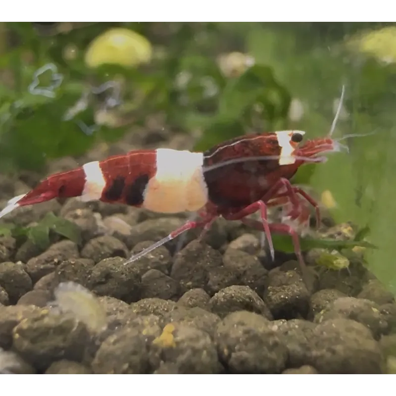 King kong Taiwan Bee caridina cantonensis logemanni shadow shrimp