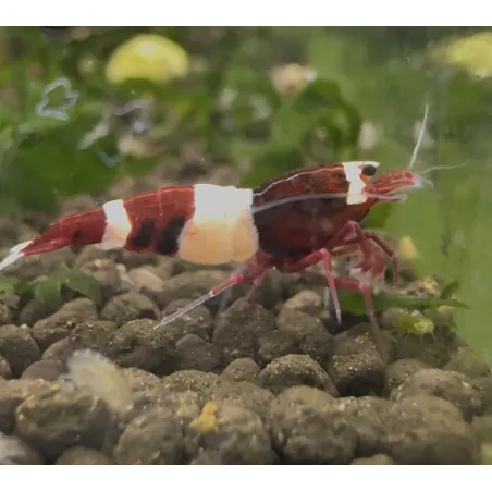 King kong Taiwan Bee caridina cantonensis logemanni shadow shrimp