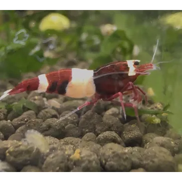 King kong Taiwan Bee caridina cantonensis logemanni shadow shrimp