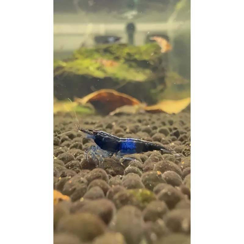 Rili carbon  neocaridina davidii