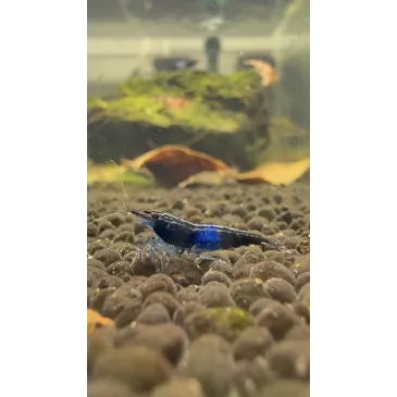 Rili carbon  neocaridina davidii